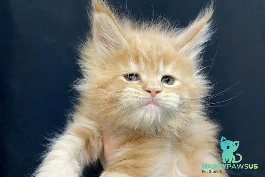 Olivia Maine Coon female cream - live animals