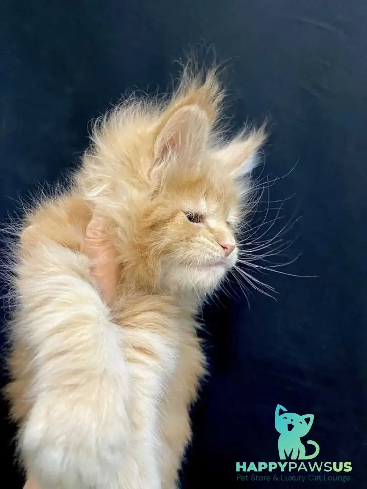 Olivia Maine Coon female cream - live animals