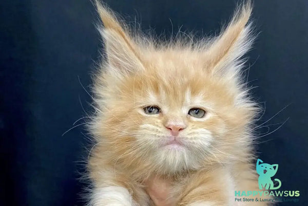 Olivia Maine Coon female cream - live animals