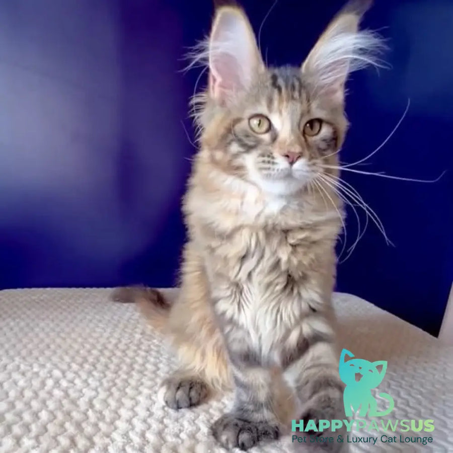 Olivia Maine Coon polydactyl 7x7x6x6 female black tortie ticked tabby bicolour - live animals