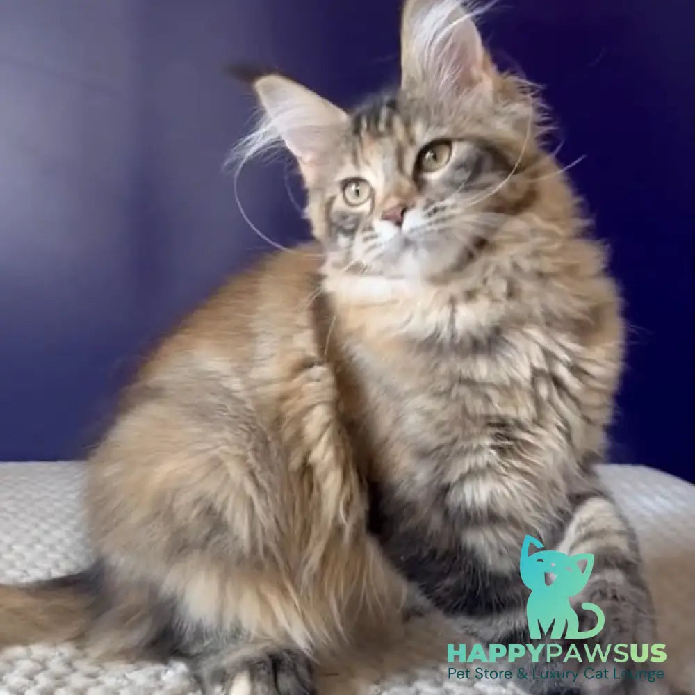 Olivia Maine Coon polydactyl 7x7x6x6 female black tortie ticked tabby bicolour - live animals