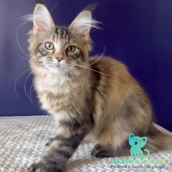Olivia Maine Coon polydactyl 7x7x6x6 female black tortie ticked tabby bicolour - live animals