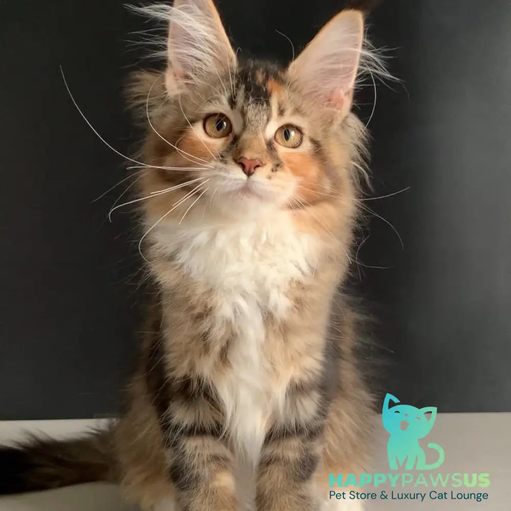 Olivia Maine Coon polydactyl 7x7x6x6 female black tortie ticked tabby bicolour - live animals