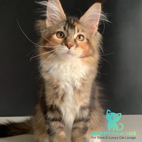 Olivia Maine Coon polydactyl 7x7x6x6 female black tortie ticked tabby bicolour - live animals