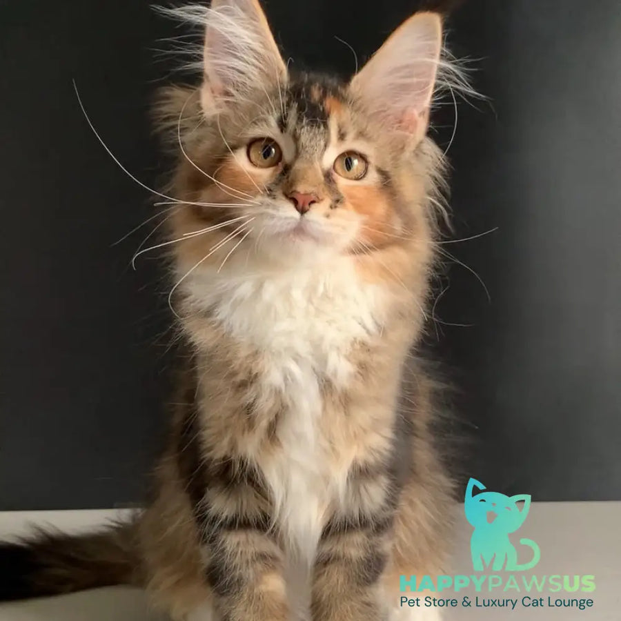 Olivia Maine Coon polydactyl 7x7x6x6 female black tortie ticked tabby bicolour - live animals