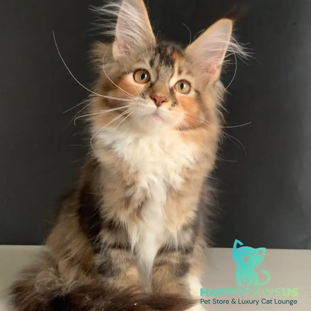 Olivia Maine Coon polydactyl 7x7x6x6 female black tortie ticked tabby bicolour - live animals
