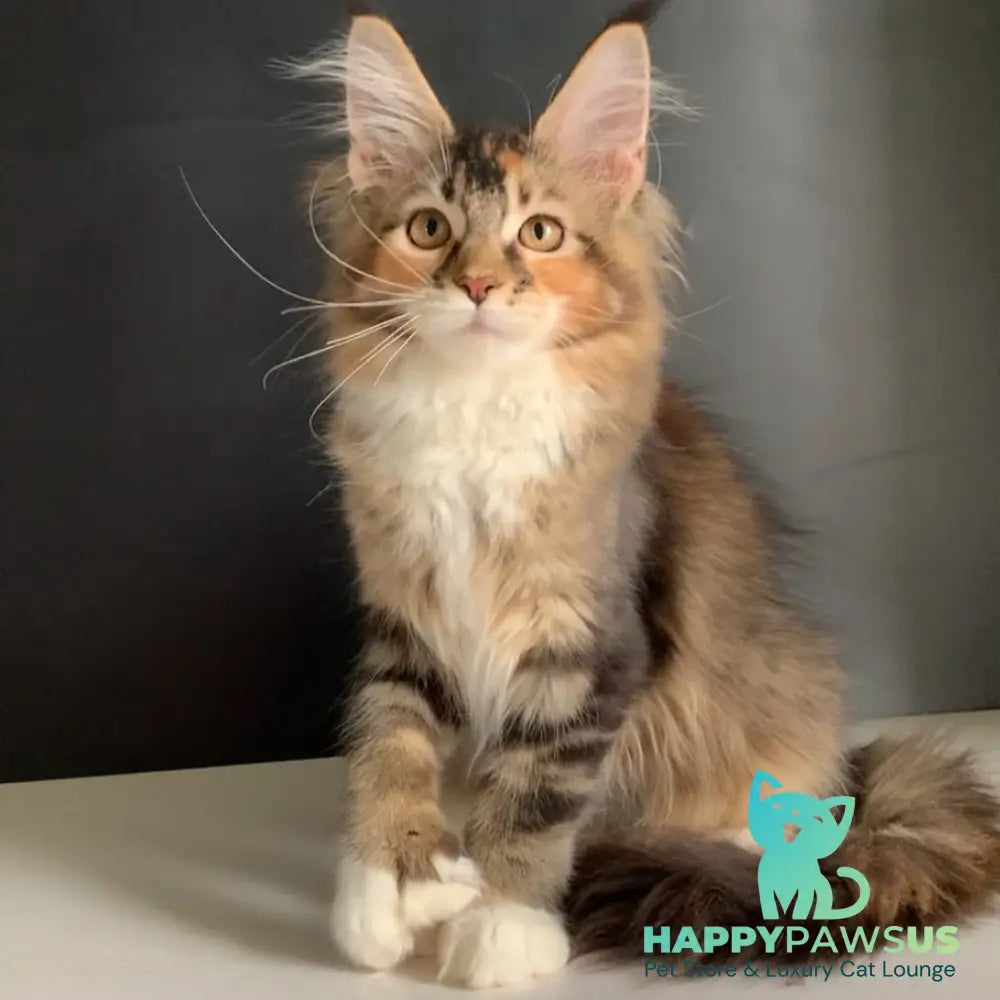 Olivia Maine Coon polydactyl 7x7x6x6 female black tortie ticked tabby bicolour - live animals
