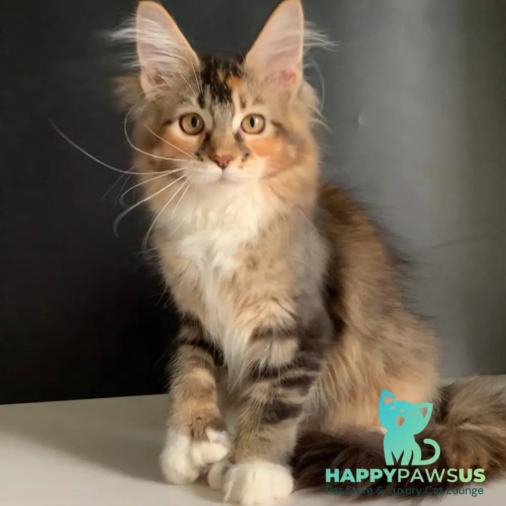 Olivia Maine Coon polydactyl 7x7x6x6 female black tortie ticked tabby bicolour - live animals