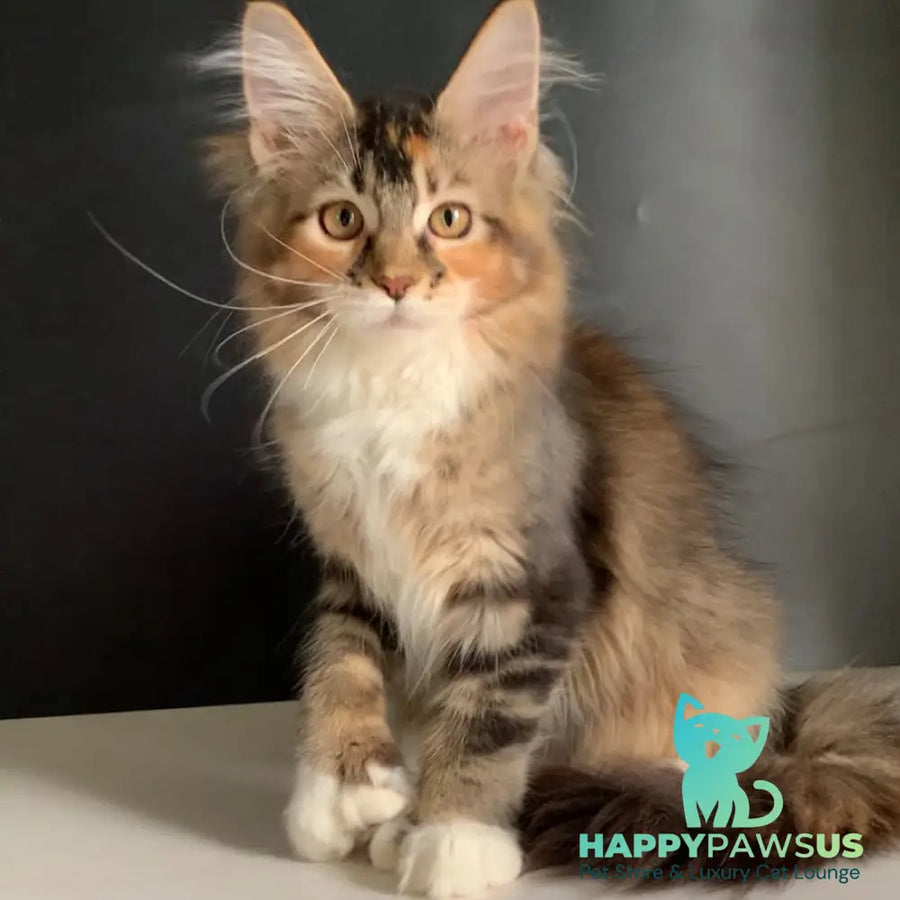 Olivia Maine Coon polydactyl 7x7x6x6 female black tortie ticked tabby bicolour - live animals