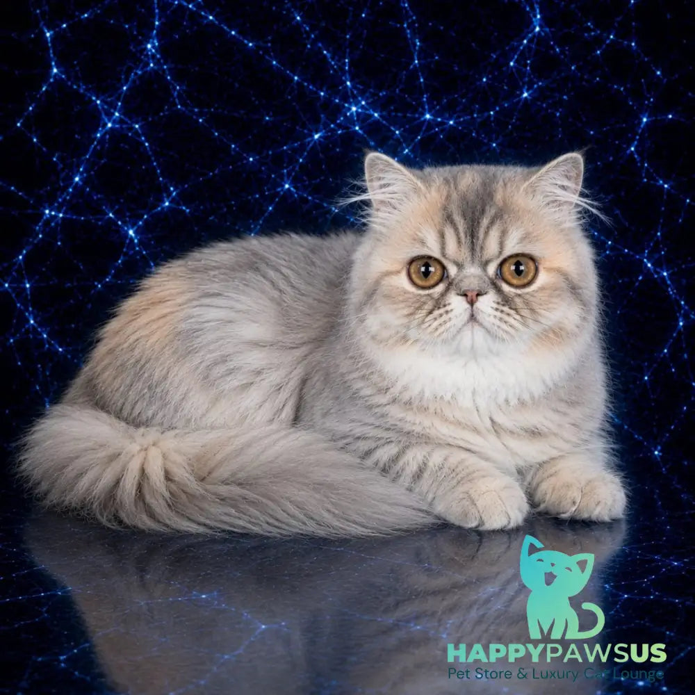 Olivia Persian female blue tortie - live animals