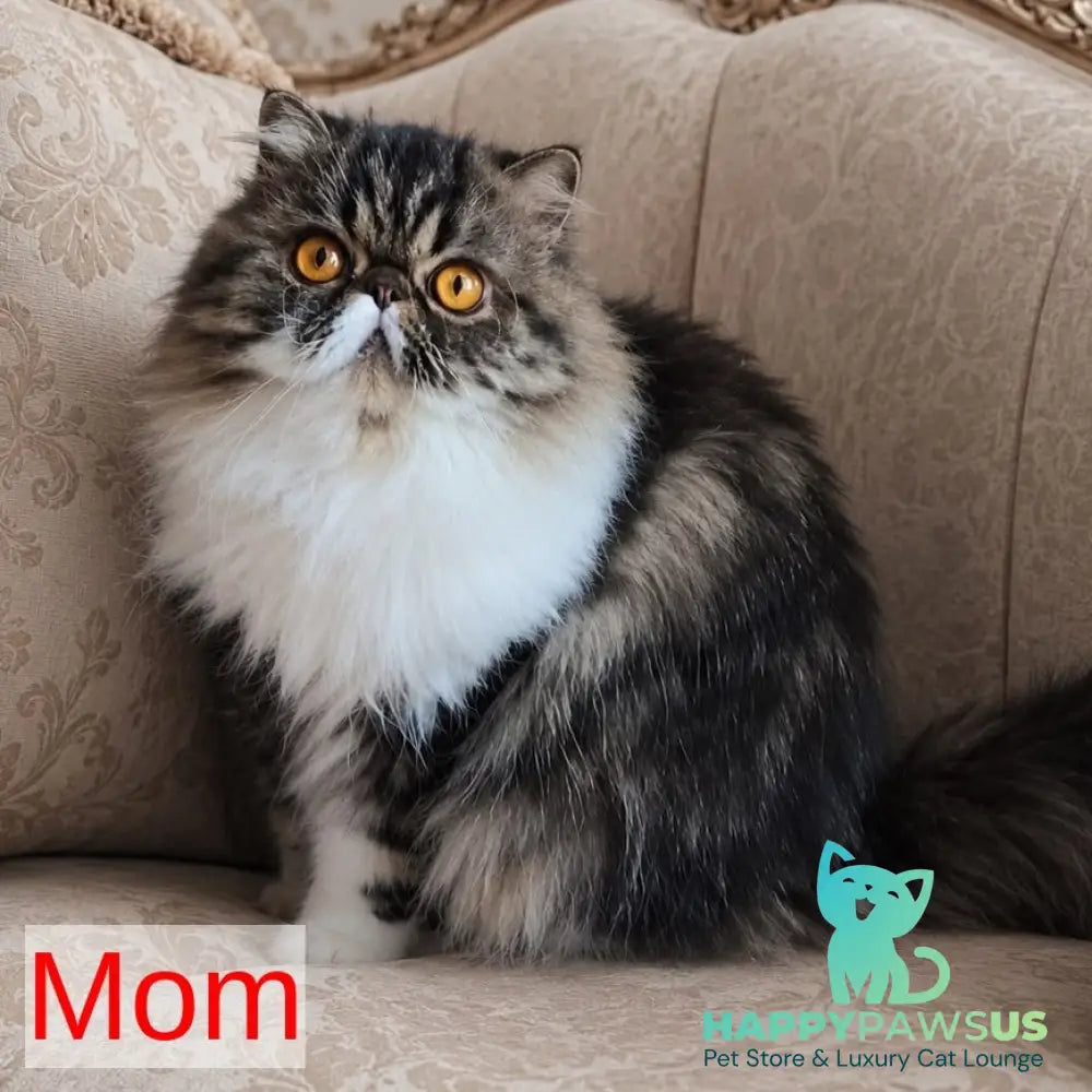Olivia Persian female blue tortie - live animals