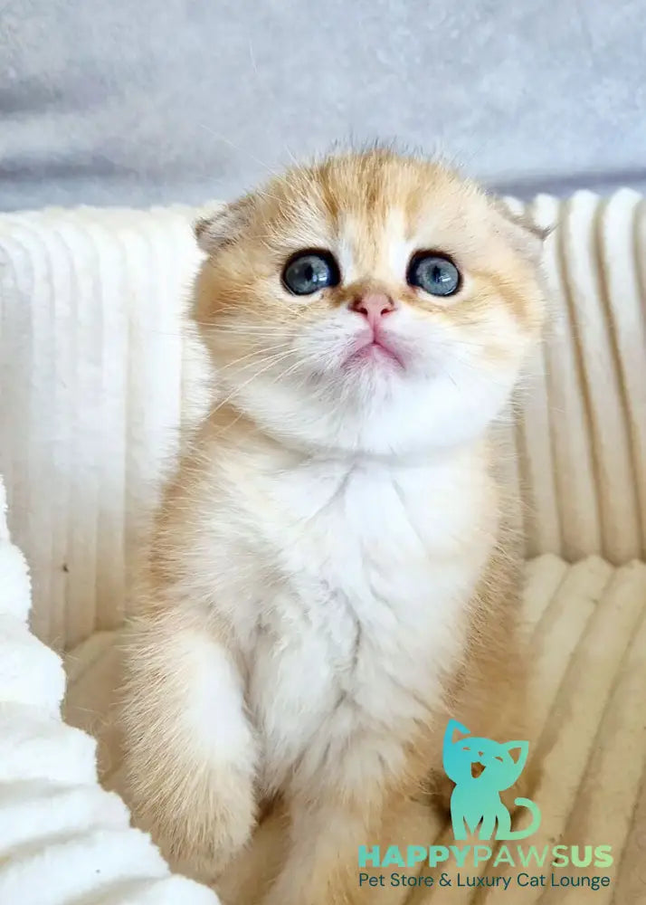 Olivia Scottish Fold female black golden tabby - live animals