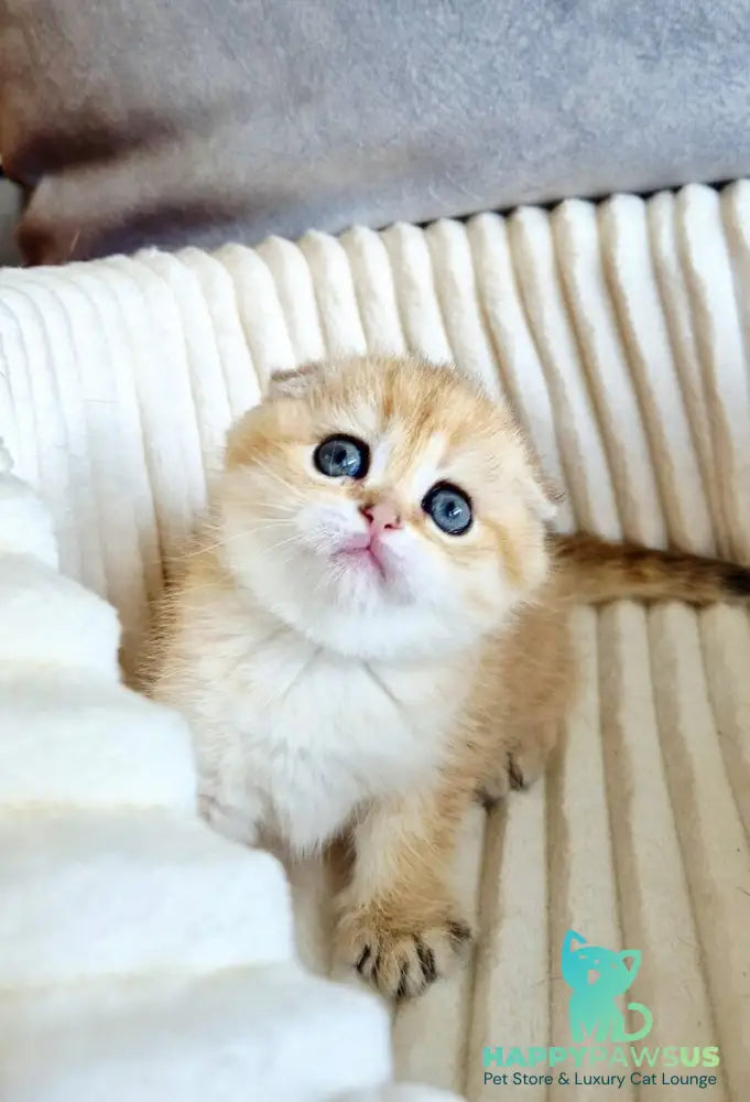 Olivia Scottish Fold female black golden tabby - live animals