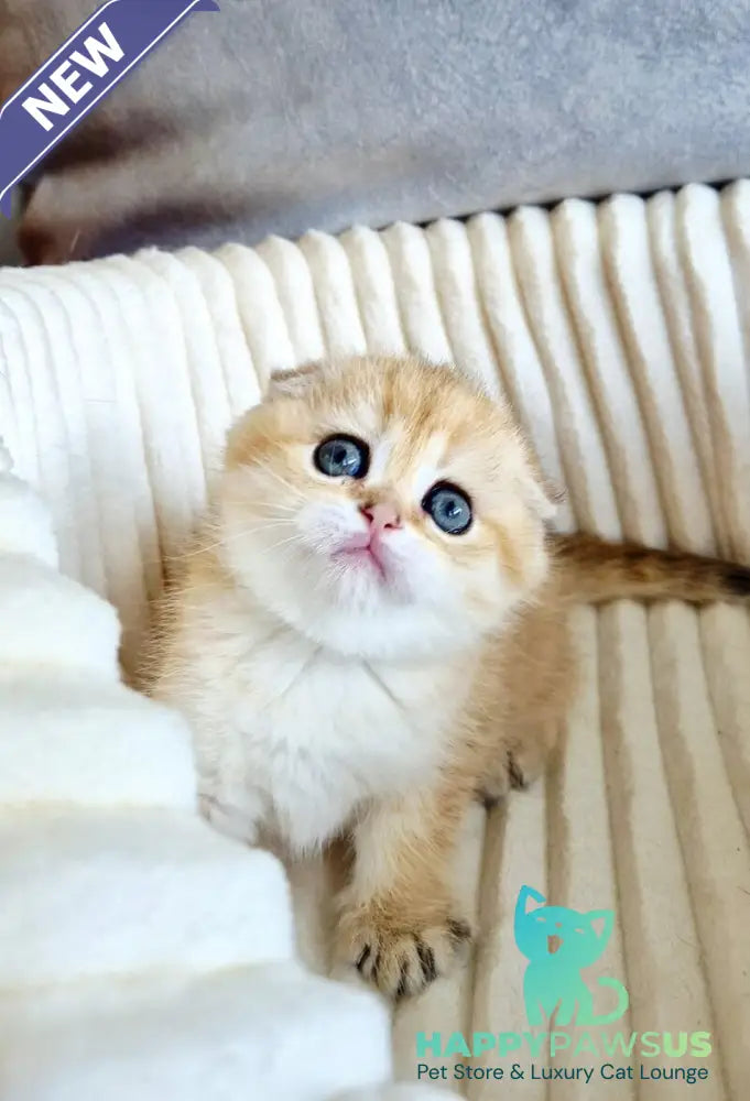Olivia Scottish Fold female black golden tabby - live animals