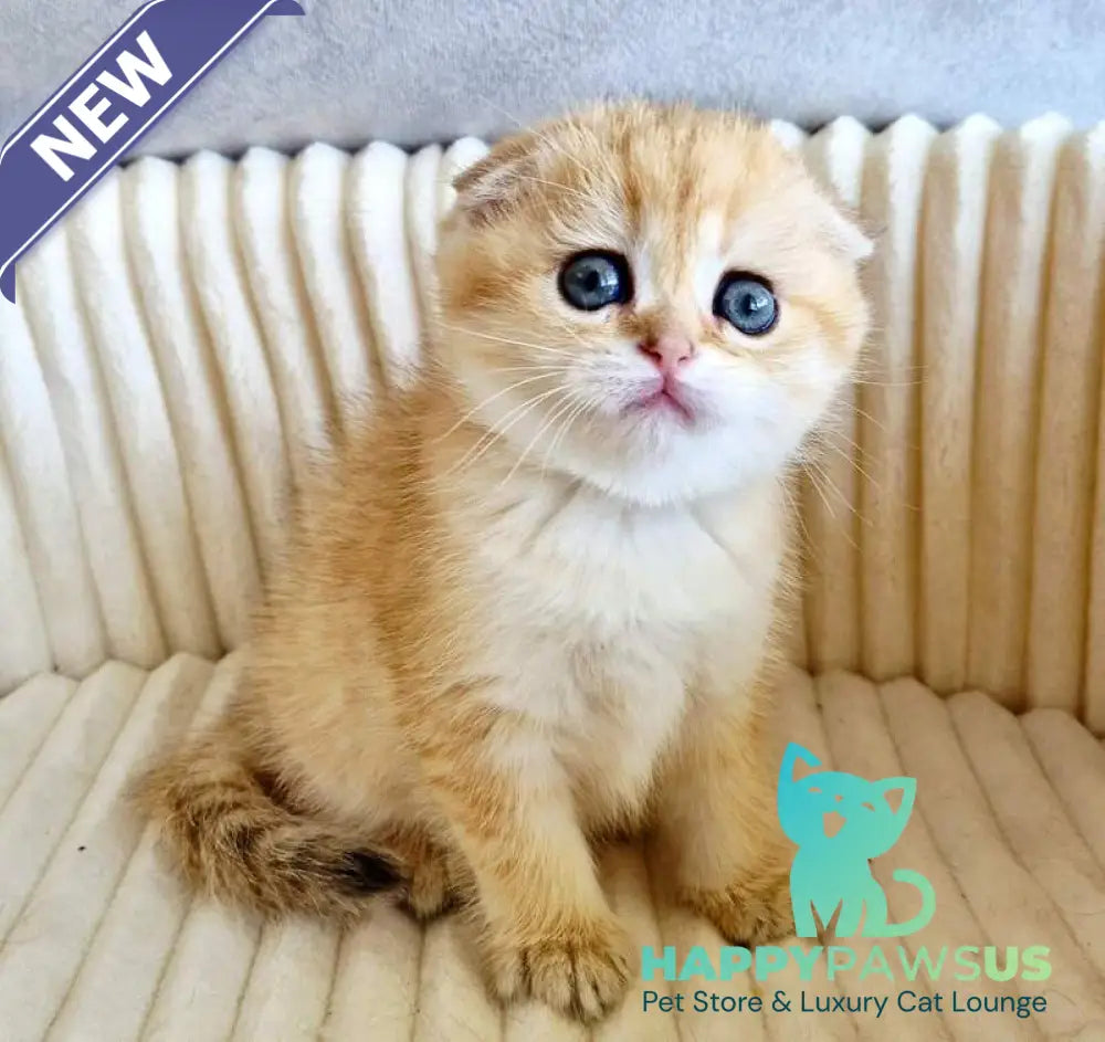 Olivia Scottish Fold female black golden tabby - live animals