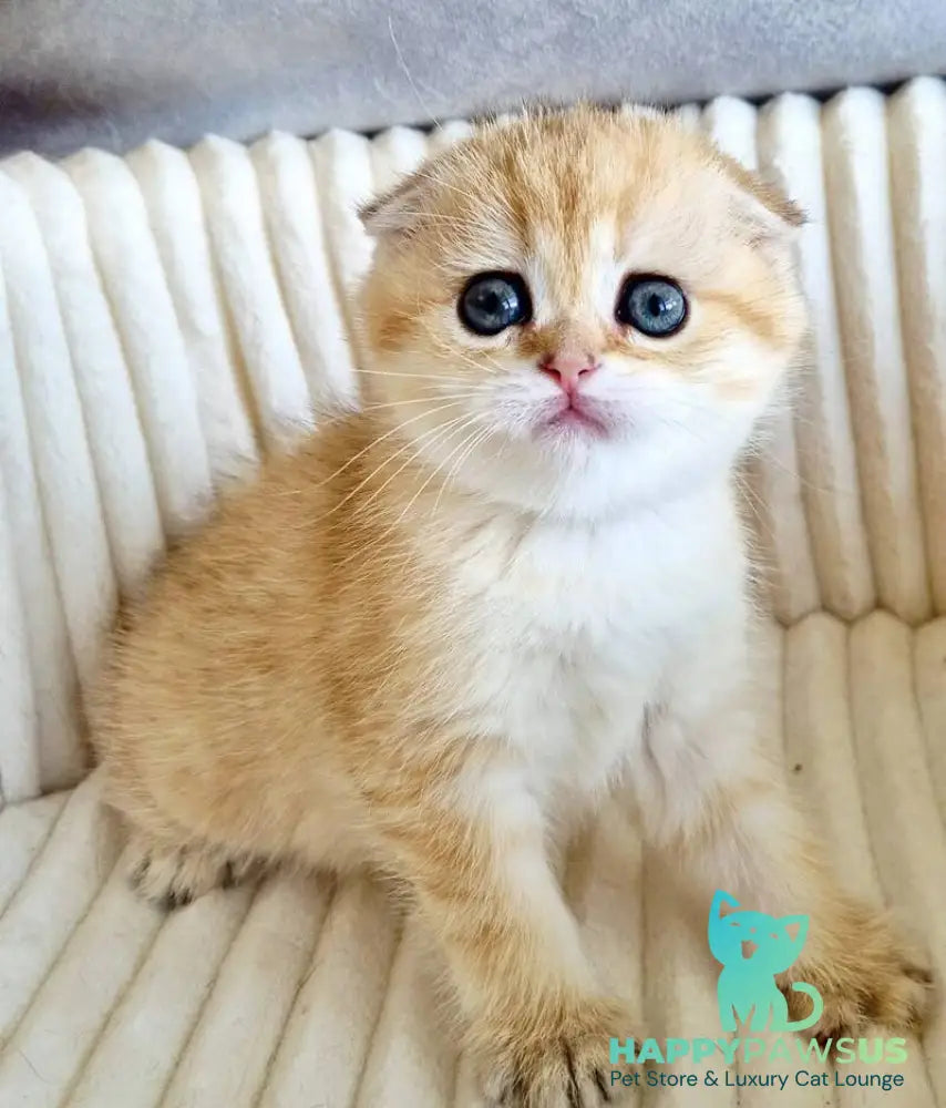 Olivia Scottish Fold female black golden tabby - live animals