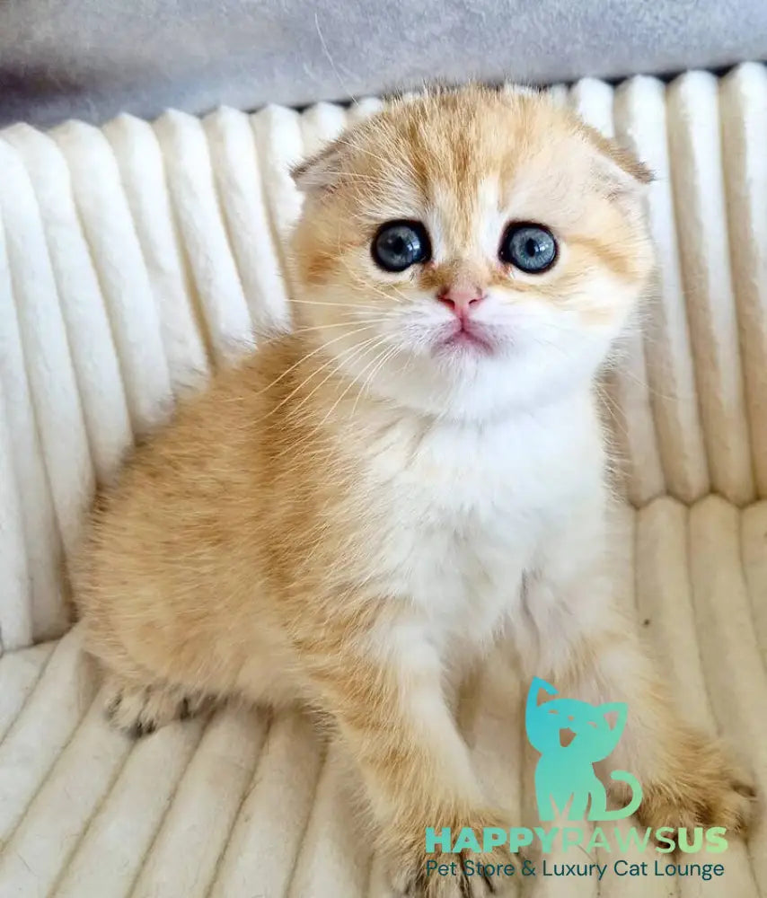 Olivia Scottish Fold female black golden tabby - live animals