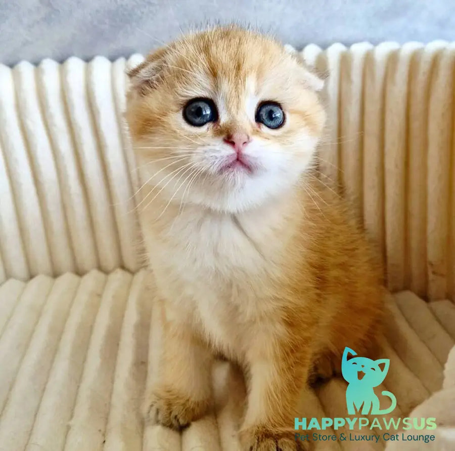 Olivia Scottish Fold female black golden tabby - live animals