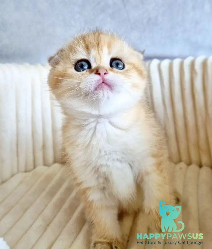 Olivia Scottish Fold female black golden tabby - live animals
