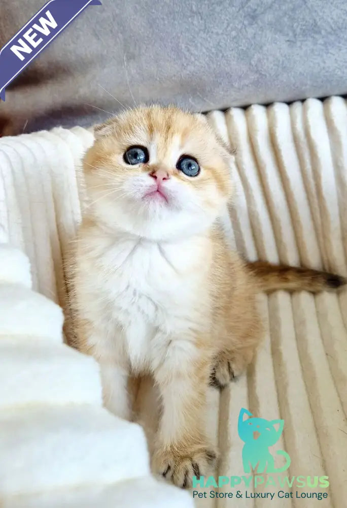 Olivia Scottish Fold female black golden tabby - live animals