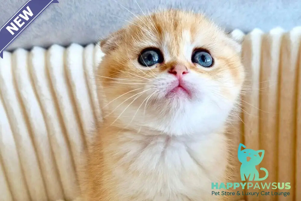 Olivia Scottish Fold female black golden tabby - live animals