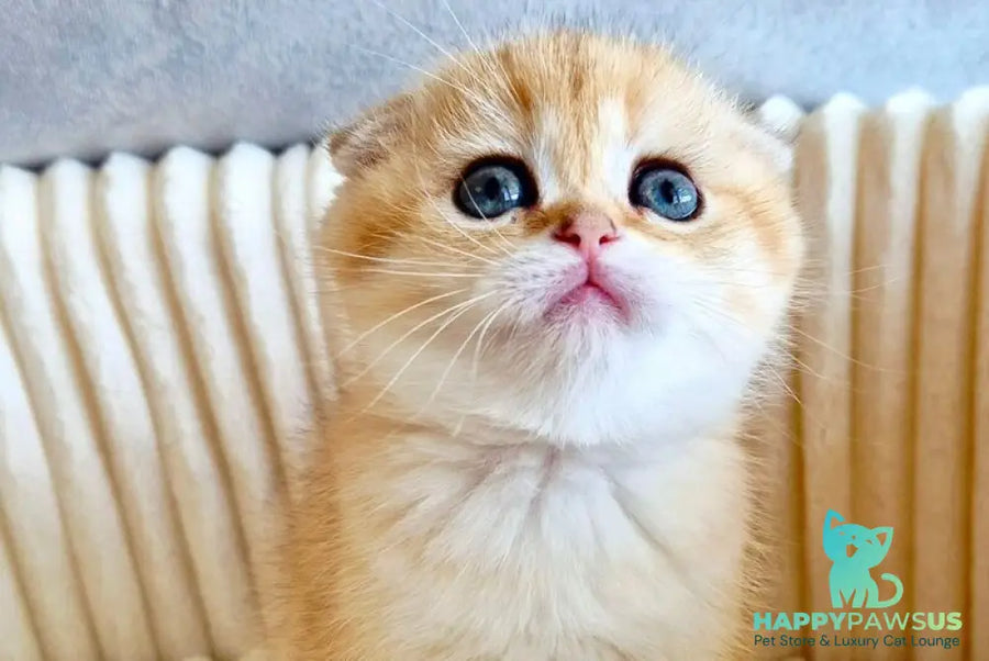 Olivia Scottish Fold female black golden tabby - live animals