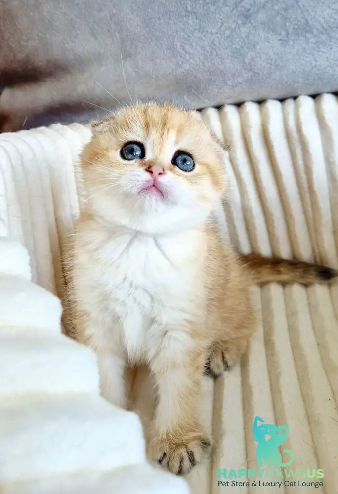 Olivia Scottish Fold female black golden tabby - live animals