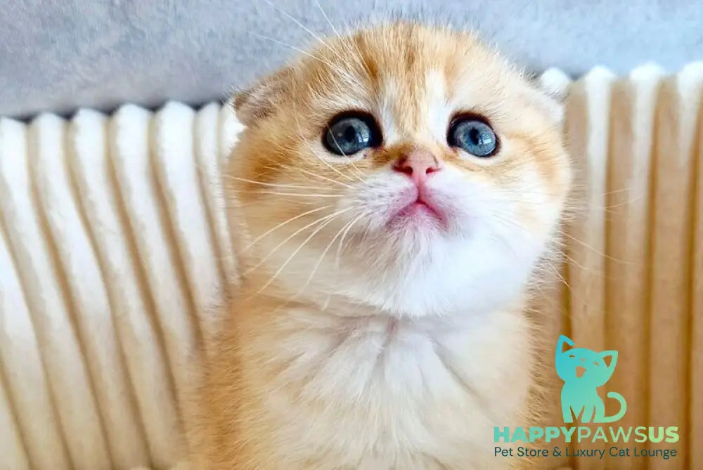 Olivia Scottish Fold female black golden tabby - live animals