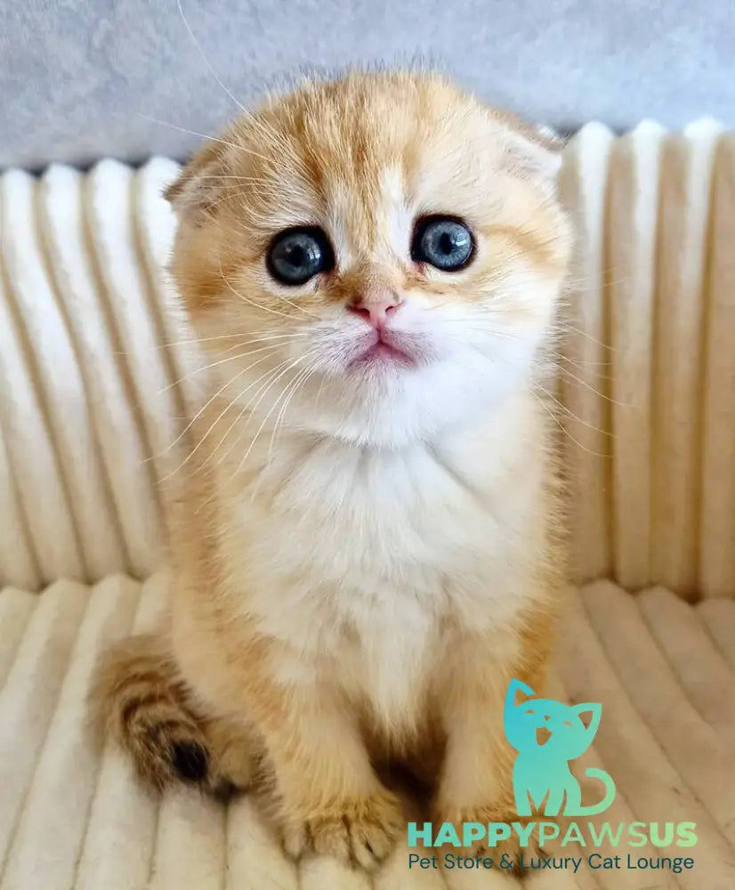 Olivia Scottish Fold female black golden tabby - live animals