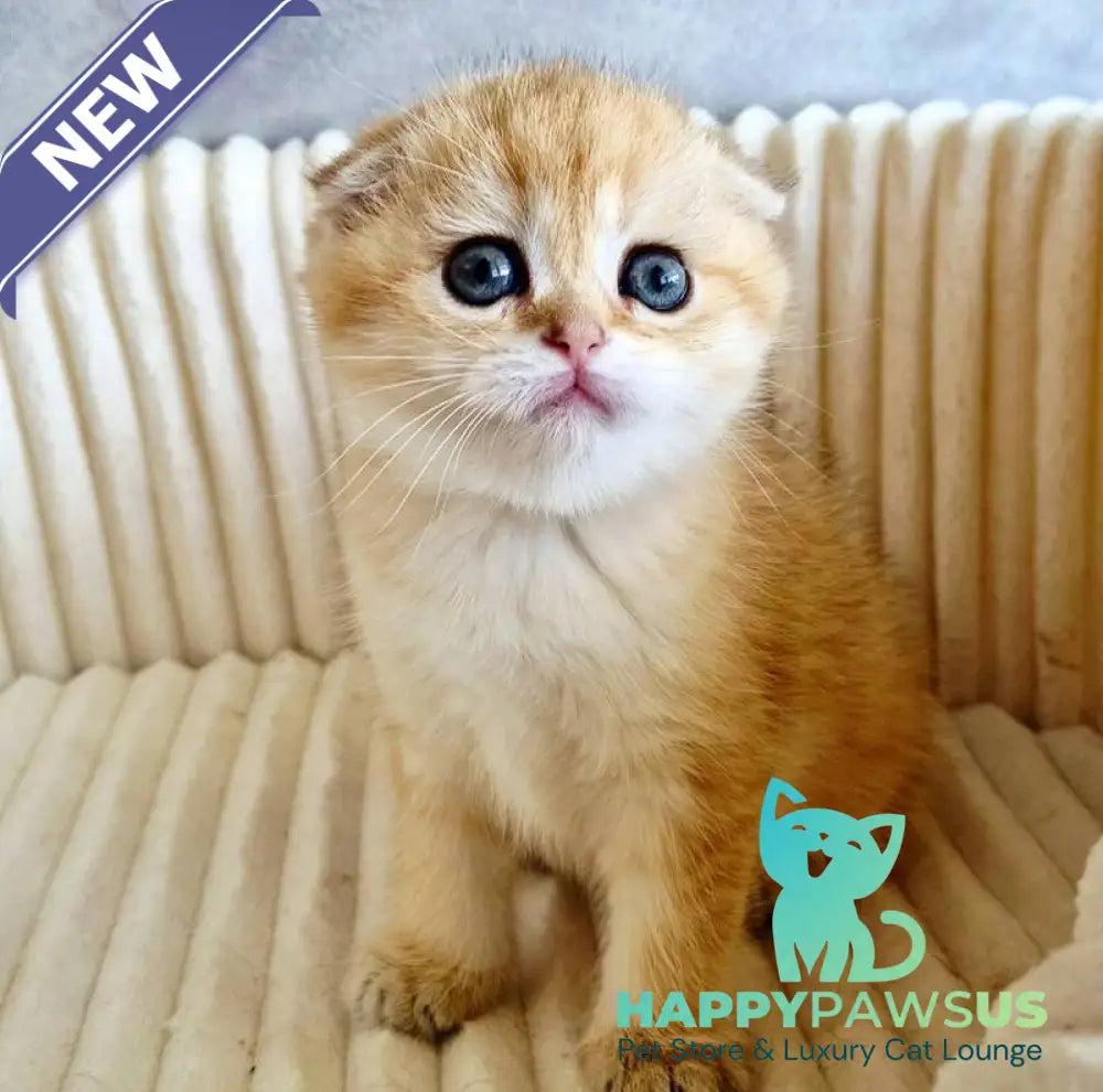 Olivia Scottish Fold female black golden tabby - live animals