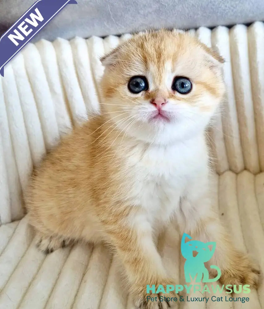 Olivia Scottish Fold female black golden tabby - live animals