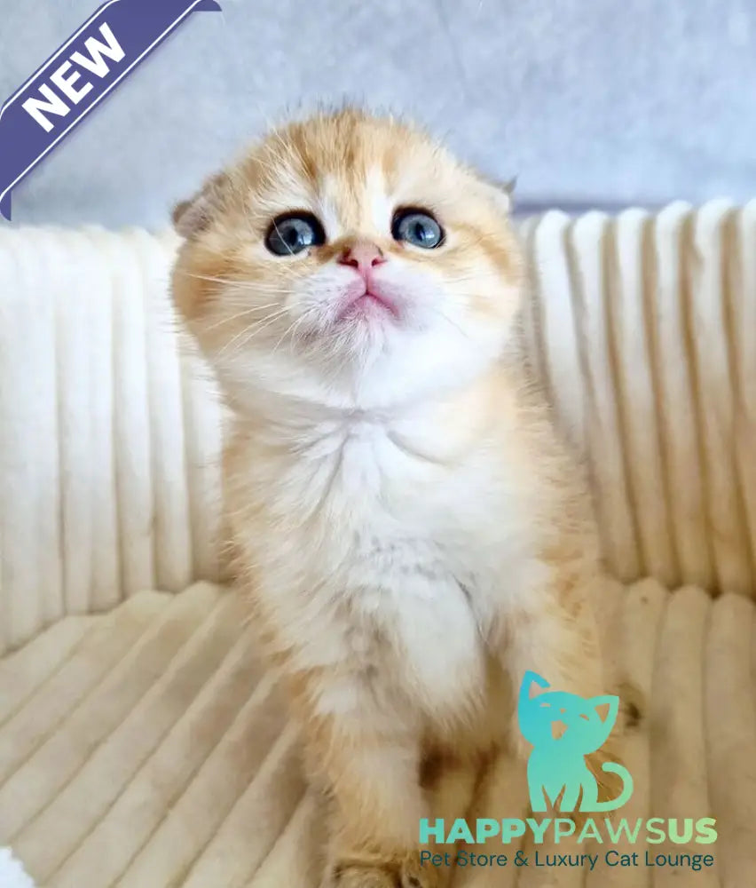 Olivia Scottish Fold female black golden tabby - live animals