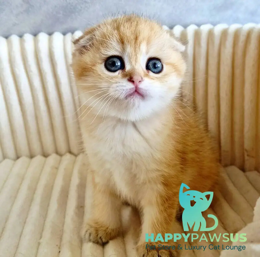 Olivia Scottish Fold female black golden tabby - live animals