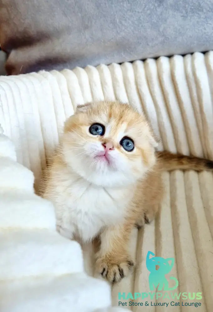 Olivia Scottish Fold female black golden tabby - live animals