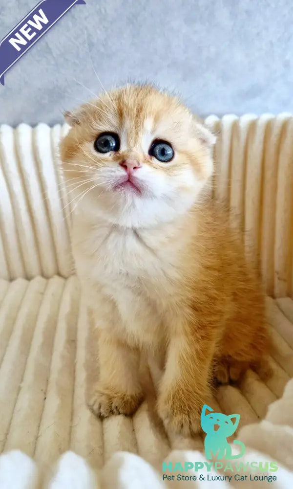 Olivia Scottish Fold female black golden tabby - live animals