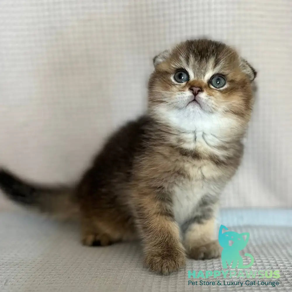 Olivia Scottish Fold female black golden ticked tabby - live animals