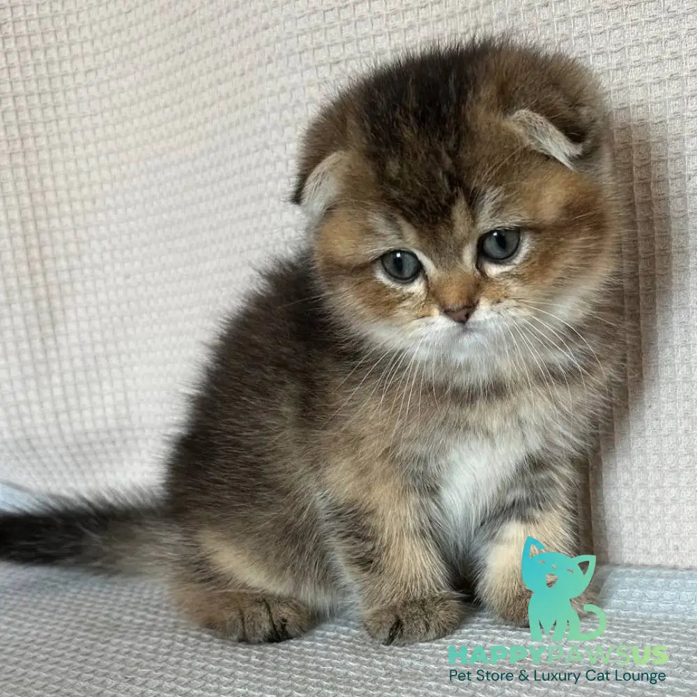 Olivia Scottish Fold female black golden ticked tabby - live animals