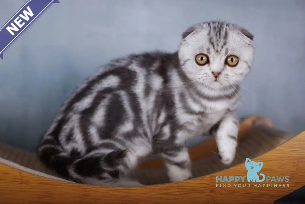 Olivia Scottish Fold female black silver tabby live animals