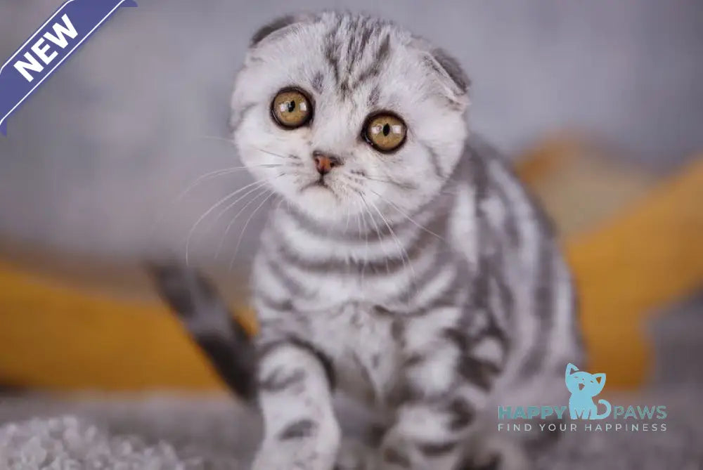 Olivia Scottish Fold female black silver tabby live animals