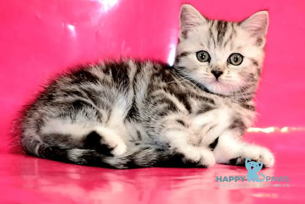 Olivia Scottish Straight female black silver tabby live animals