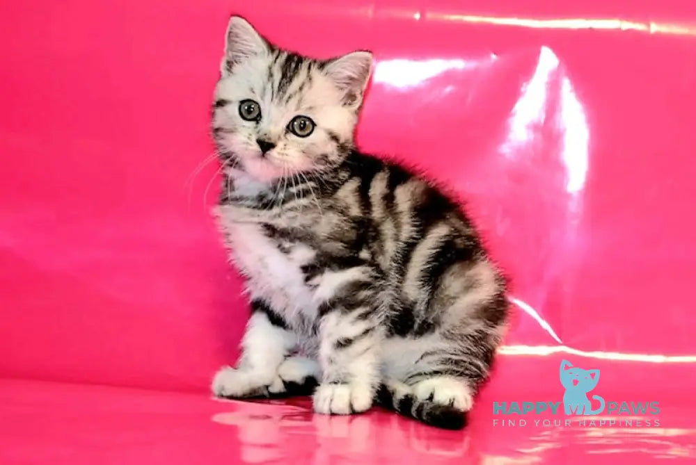 Olivia Scottish Straight female black silver tabby live animals