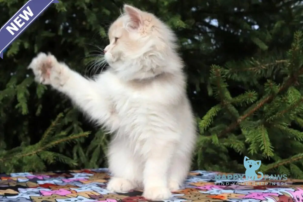 Olivia Scottish Straight female lilac golden shaded live animals