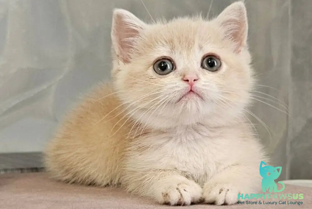 Olivia Scottish Straight female lilac golden shaded - live animals