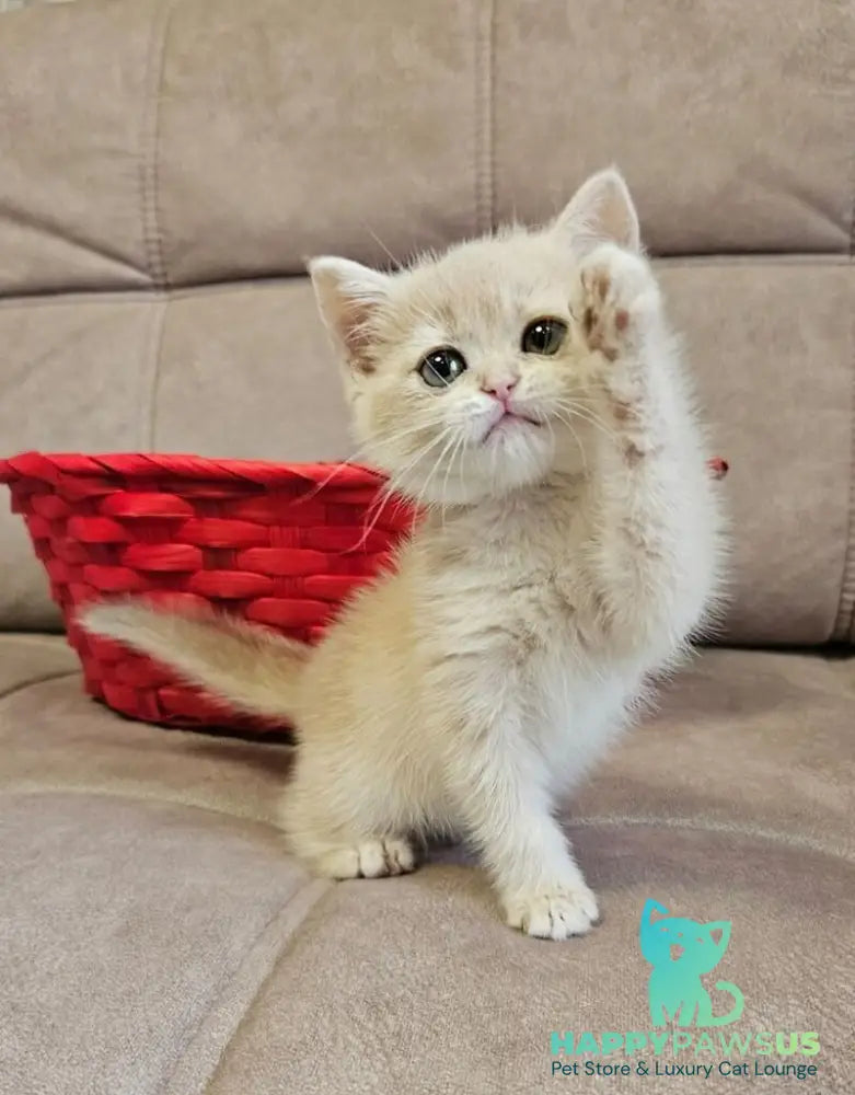 Olivia Scottish Straight female lilac golden shaded - live animals