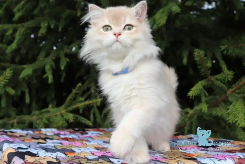 Olivia Scottish Straight female lilac golden shaded live animals