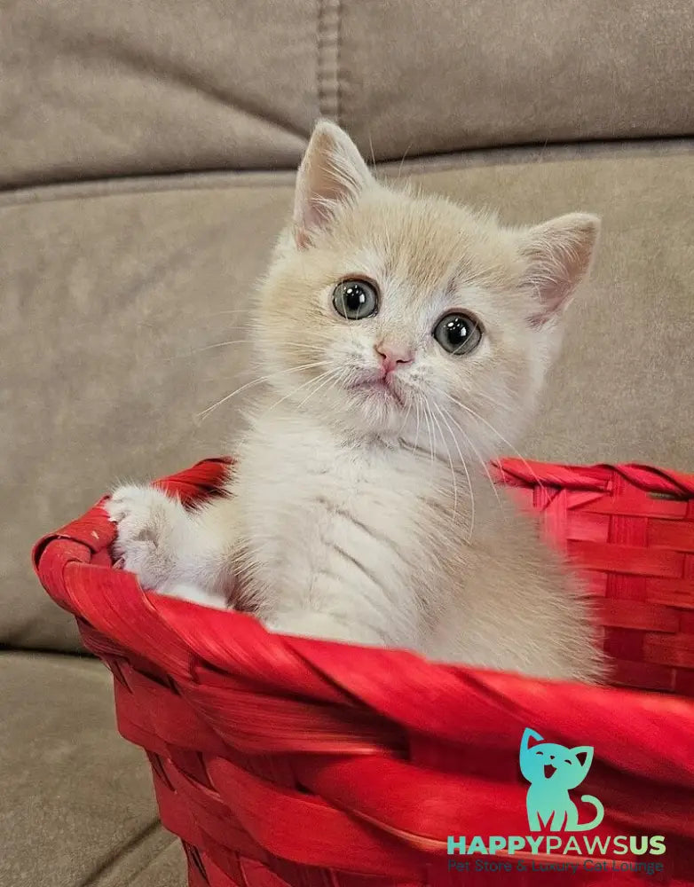 Olivia Scottish Straight female lilac golden shaded - live animals