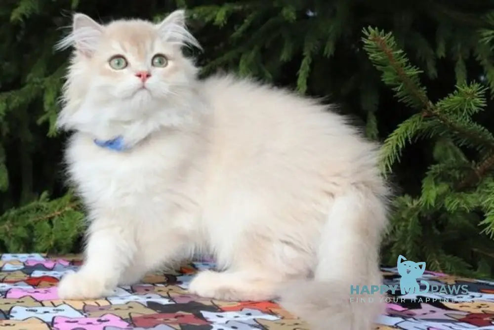 Olivia Scottish Straight female lilac golden shaded live animals