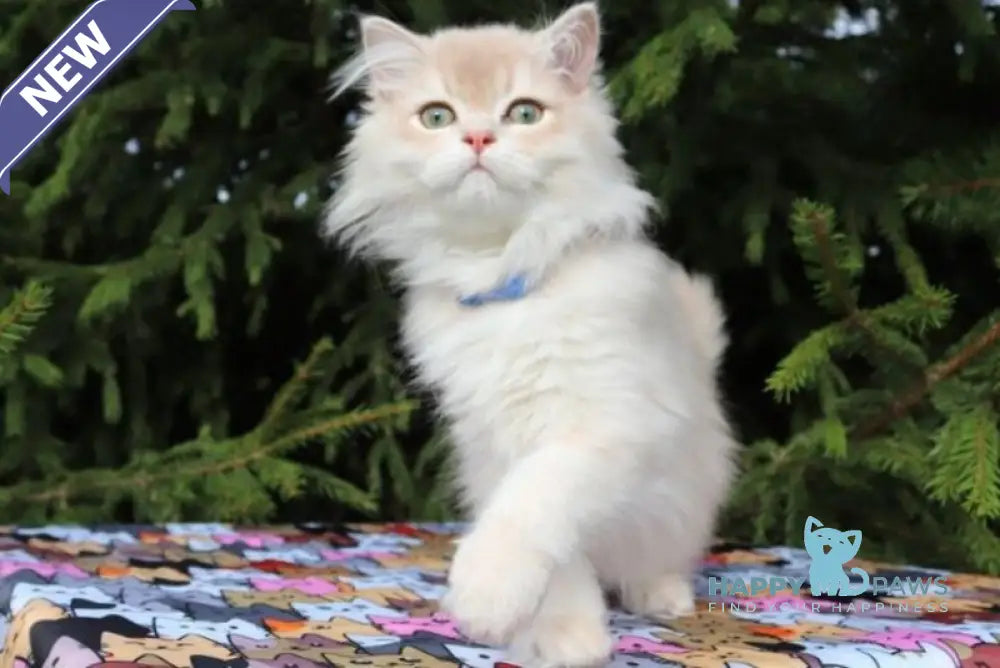Olivia Scottish Straight female lilac golden shaded live animals