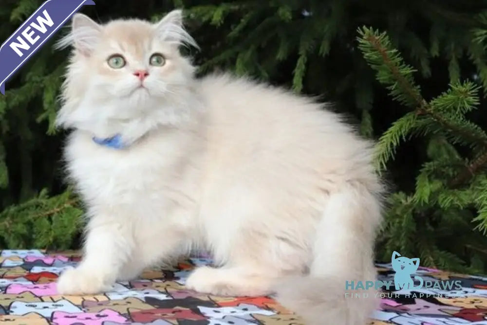 Olivia Scottish Straight female lilac golden shaded live animals