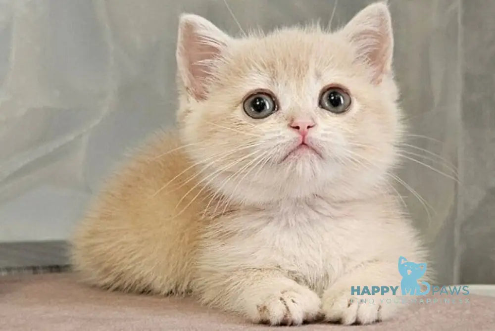 Olivia Scottish Straight female lilac golden shaded - live animals